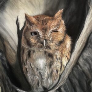 Owl