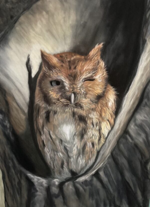 Owl