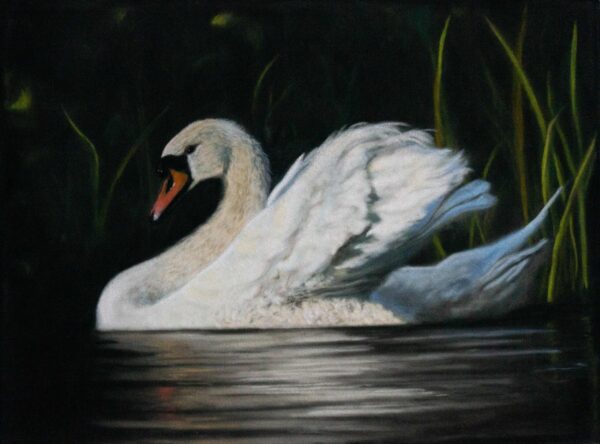 swan