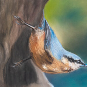 Nuthatch