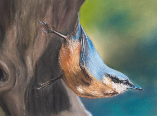 Nuthatch