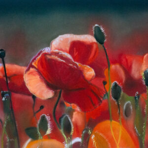 poppies