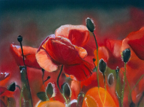 poppies