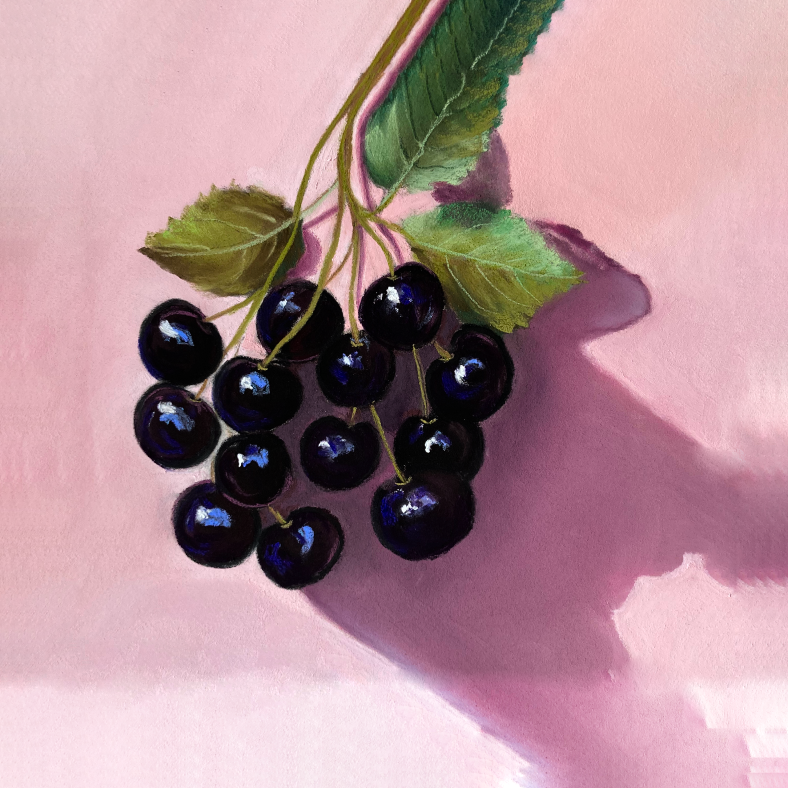 Pastel painting of lush cherries on pink background