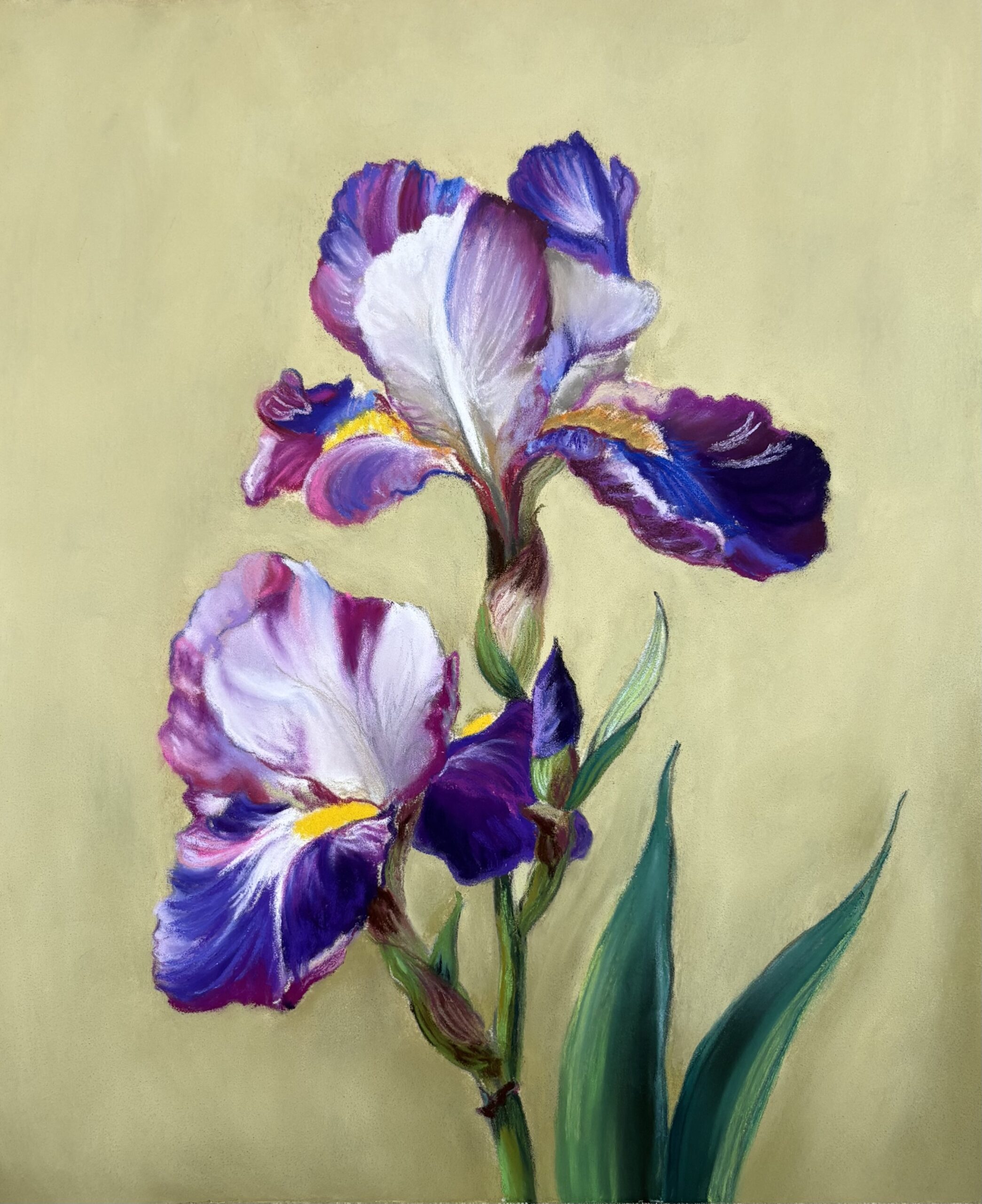 Pastel painting of a purple iris against a pale green background.